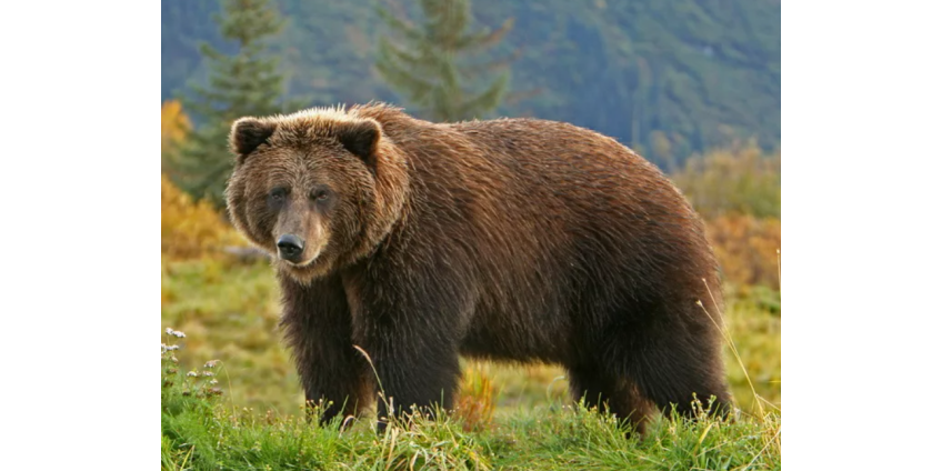 Медведица напала на девятилетнего охотника и нанесла ему серьезные травмы