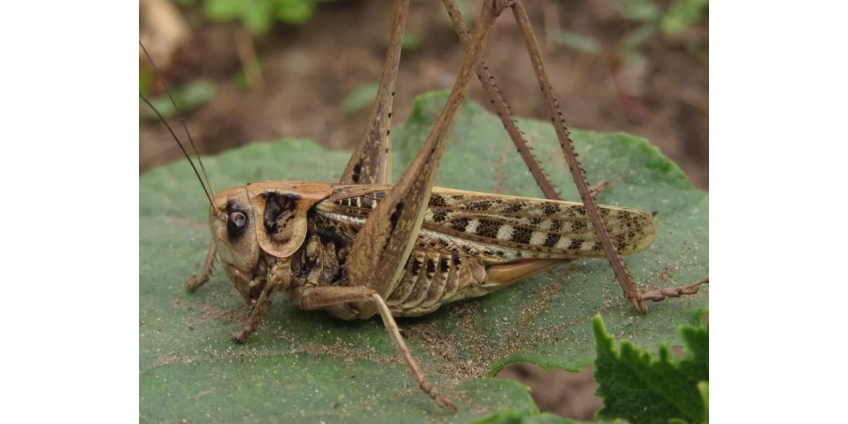 Кузнечики в Лас-Вегасе: нужно ли ожидать повторения 2019 года