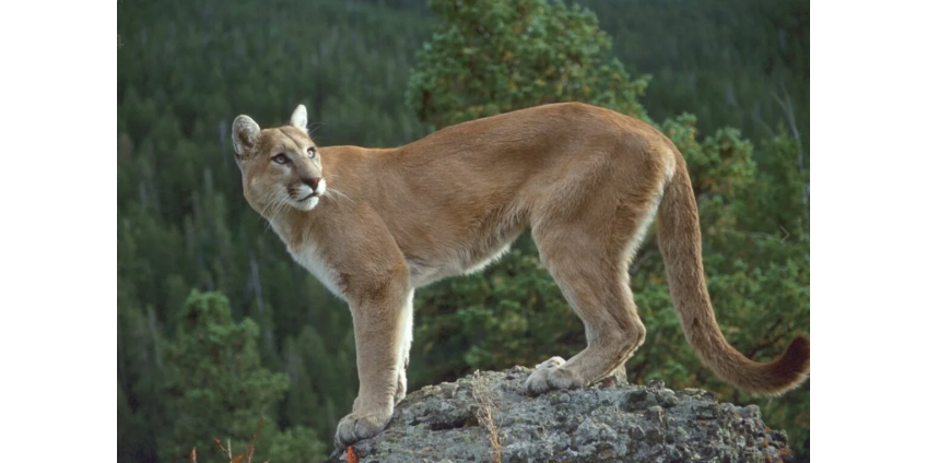 На ребенка напал горный лев в парке округа Лос-Анджелес