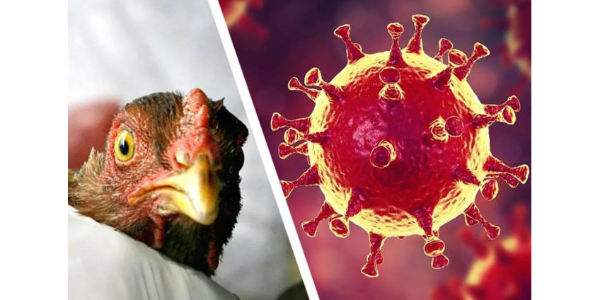 В округе Сан-Диего зарегистрирован первый случай птичьего гриппа