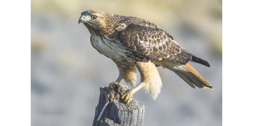 Огромная хищная птица поселилась в библиотеке и отказалась улетать