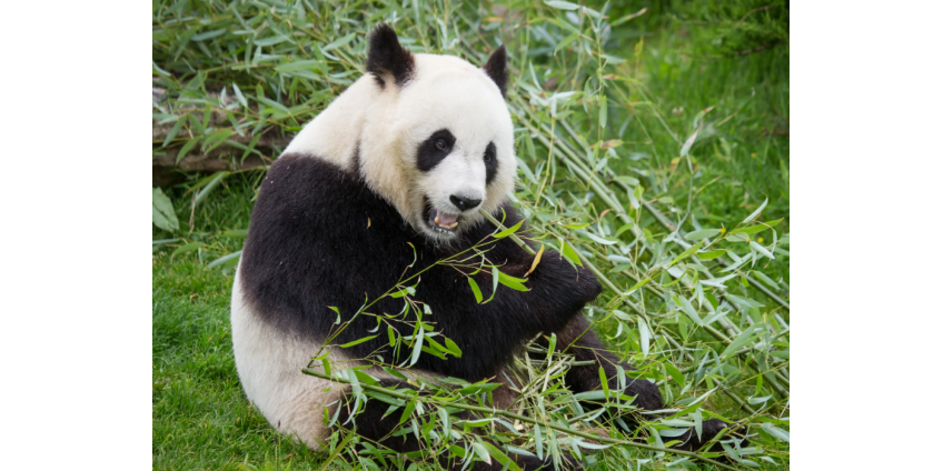 Китай и Тайвань объединились ради лечения панды