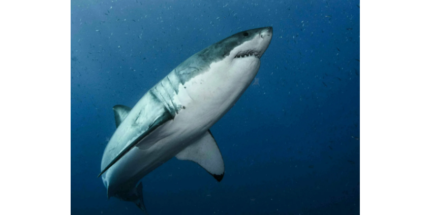 Около пляжа Дель-Мар на женщину напала акула