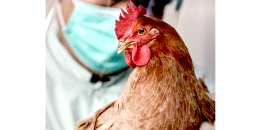 В Японии уничтожат 150 тысяч кур из-за вспышки птичьего гриппа