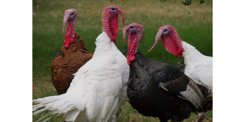 Птичий грипп окружает Сан-Диего в преддверии праздника Дня Благодарения