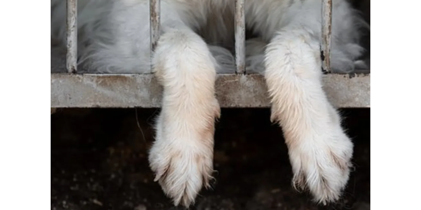 Родители заставили девятилетнего сына жить в собачьем вольере на улице