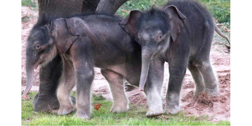 Редчайшие слоны-близнецы родились в США
