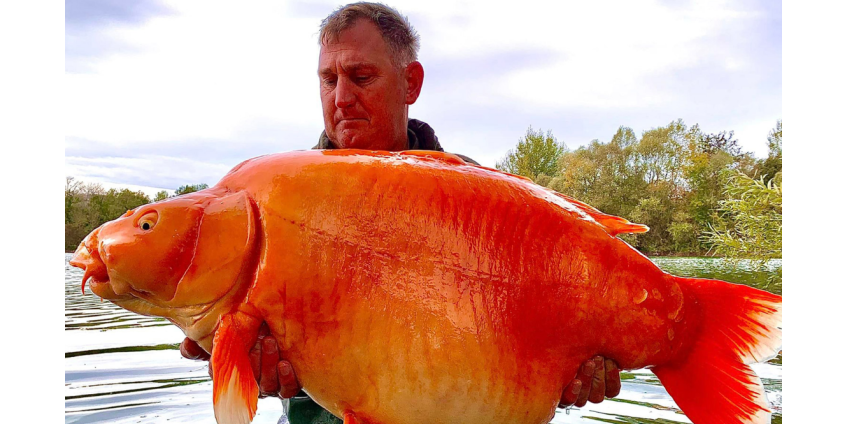 Рыбак поймал рекордно огромную золотую рыбу весом 30 килограммов
