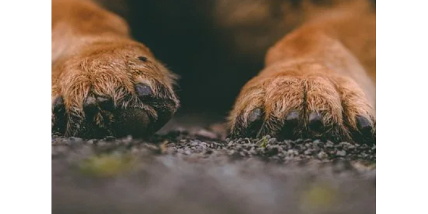 Похищенная собака вернулась к хозяйке через 12 лет