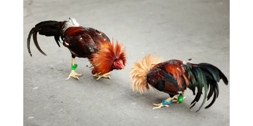 В Финиксе были обнаружены более сотни боевых петухов В Финиксе были обнаружены более сотни боевых петухов