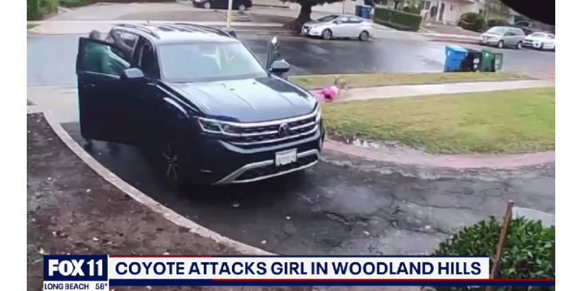 Койот напал на малыша за около дома в Woodland Hills