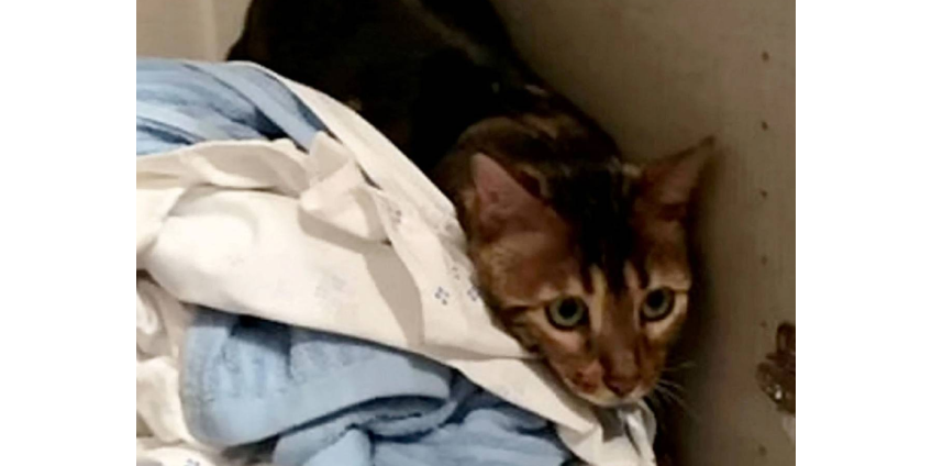 Перевернувший квартиру вверх дном грабитель оказался соседским котенком