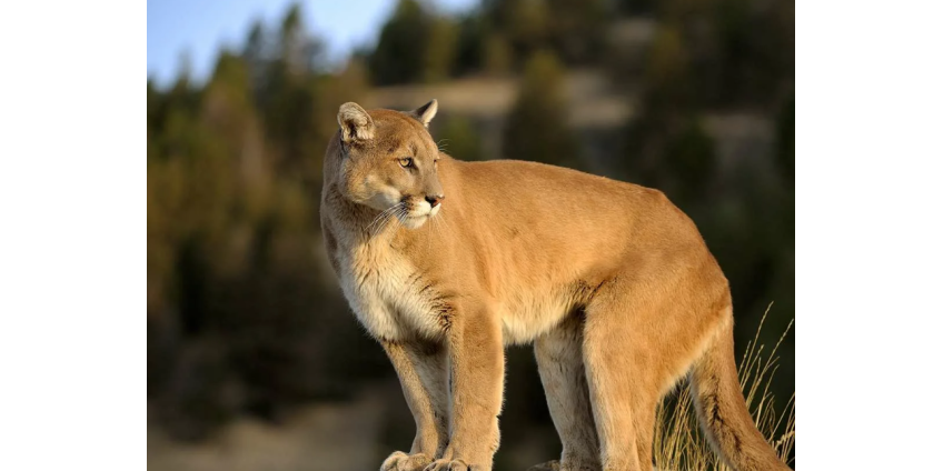 В Лос-Анджелесе планируют поймать ставшего известным горного льва