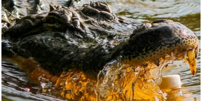 Мужчина сутки цеплялся за обломки в кишащей акулами и крокодилами воде и спасся Мужчина сутки цеплялся за обломки в кишащей акулами и крокодилами воде и спасся