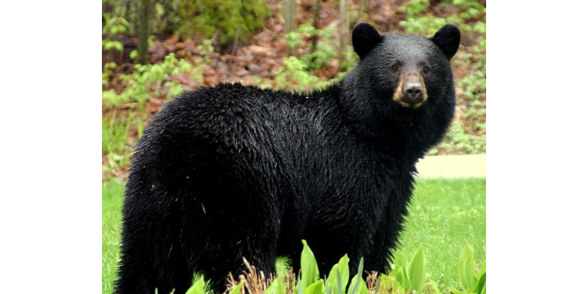 Семья обнаружила у себя во дворе впавшего в спячку медведя Семья обнаружила у себя во дворе впавшего в спячку медведя