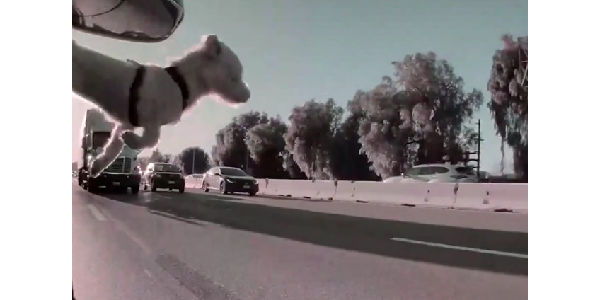 Собака выжила, выпрыгнув из движущейся машины на шоссе в Лос-Анджелесе