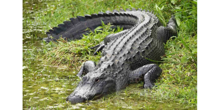 Во Флориде останки ребенка обнаружили в пасти аллигатора