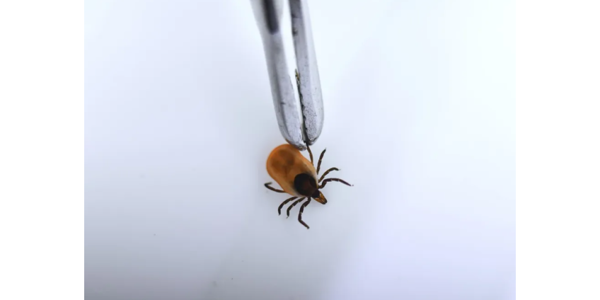 Россиян предупредили о начале сезона клещей