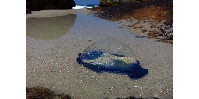 Волны выбросили на побережье тысячи необычных желеобразных существ