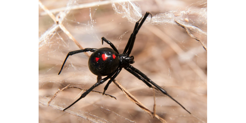 Жителей Лас-Вегаса предупредили об угрозах, исходящих от насекомых и членистоногих
