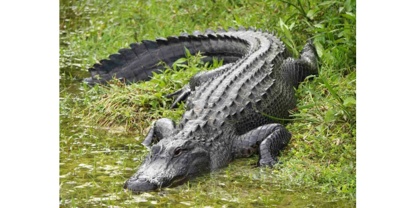 В пасти аллигатора нашли останки утопленного отцом мальчика