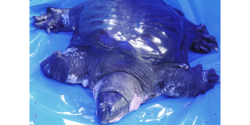 Умерла последняя самка редчайшего вида священных черепах