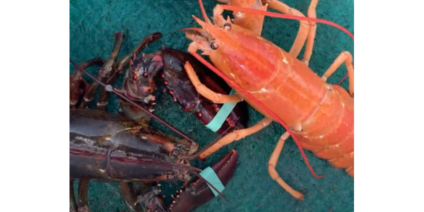 Рыбаки выловили редкого оранжевого омара и не стали его есть Рыбаки выловили редкого оранжевого омара и не стали его есть