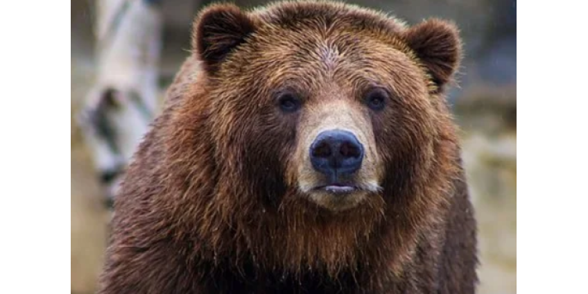Охотник пережил нападение медведицы и самостоятельно добрался до больницы