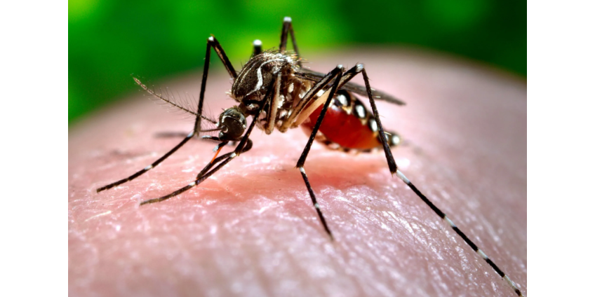 В районе Хендерсона обнаружены комары-переносчики вируса Западного Нила