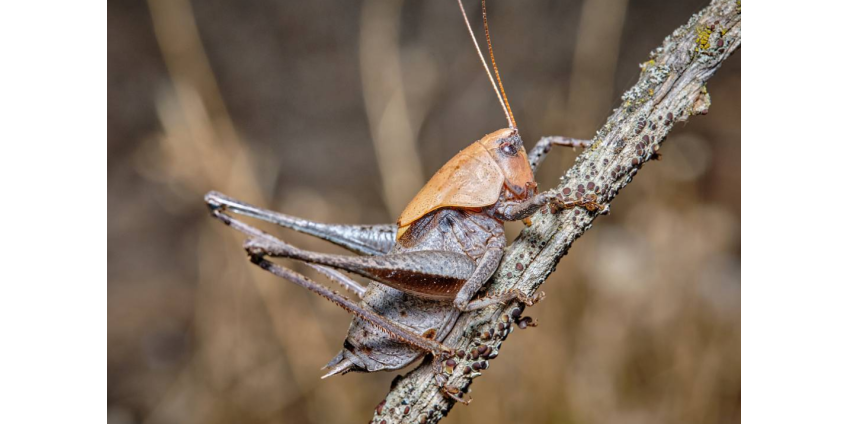Мормонские сверчки-каннибалы заполонили Неваду