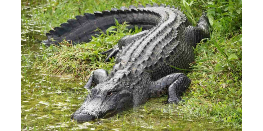 13-летний подросток отбился палкой от вцепившегося в него аллигатора