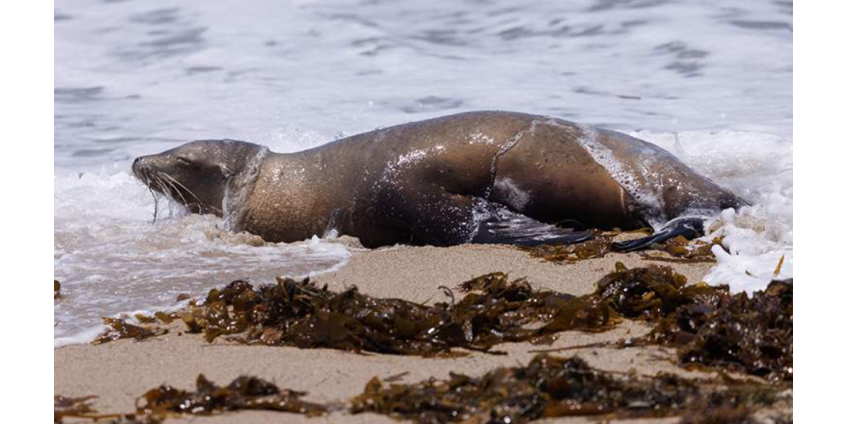 Морские львы под действием токсичных водорослей покусали отдыхающих на пляже