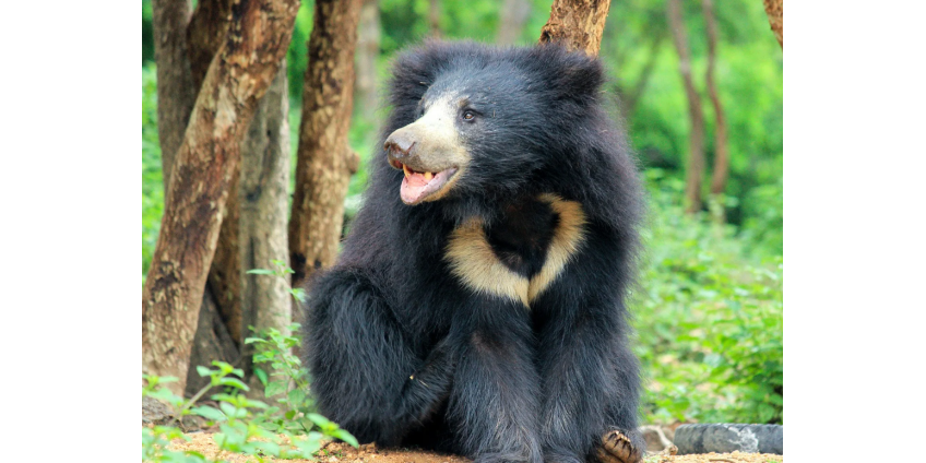 Женщина отбилась от самого опасного медведя в мире