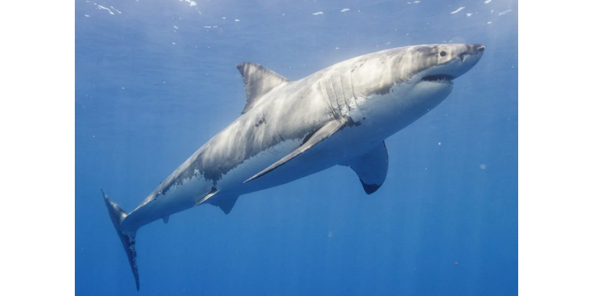 Акулы в Сан-Диего: эксперты обсуждают возможные угрозы