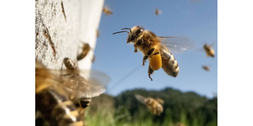 Пожилая женщина выжила после 700 укусов пчел