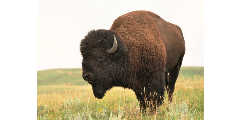 На жительницу Финикса напал бизон