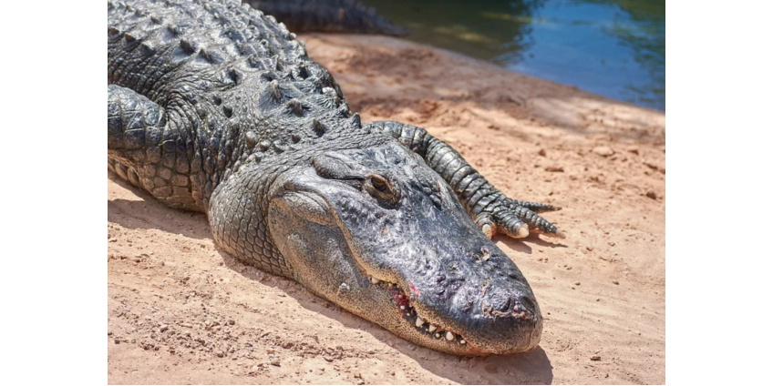 Аллигатор укусил купавшегося с маской и ластами мужчину
