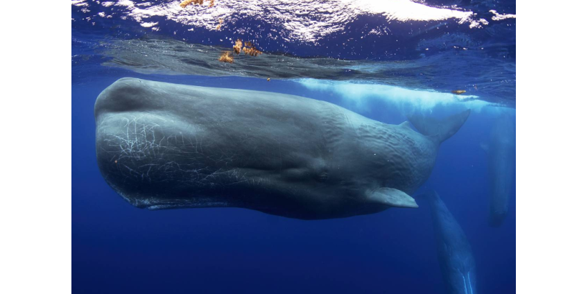 Найденная мужчиной ценнейшая амбра оказалась содержимым канализации