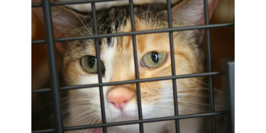 Мужчина похитил 1500 домашних кошек и продал их вьетнамским ресторанам