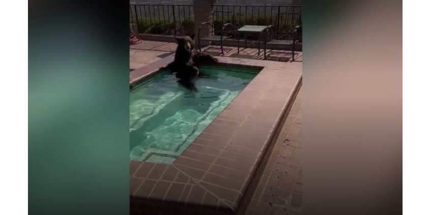 В Бербанке медведь, спасаясь от жары, решил искупаться в бассейне