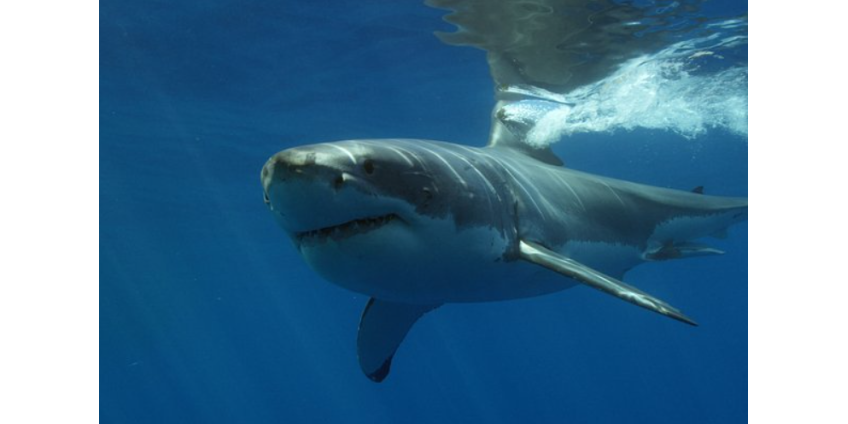 Акула напала на посетителя пляжа и укусила его за ногу