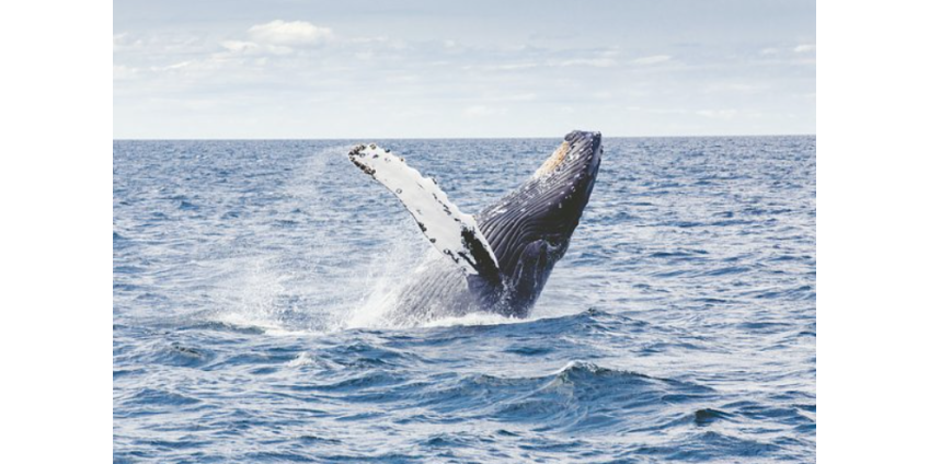 Идентифицирован самый тяжелый кит в истории Земли