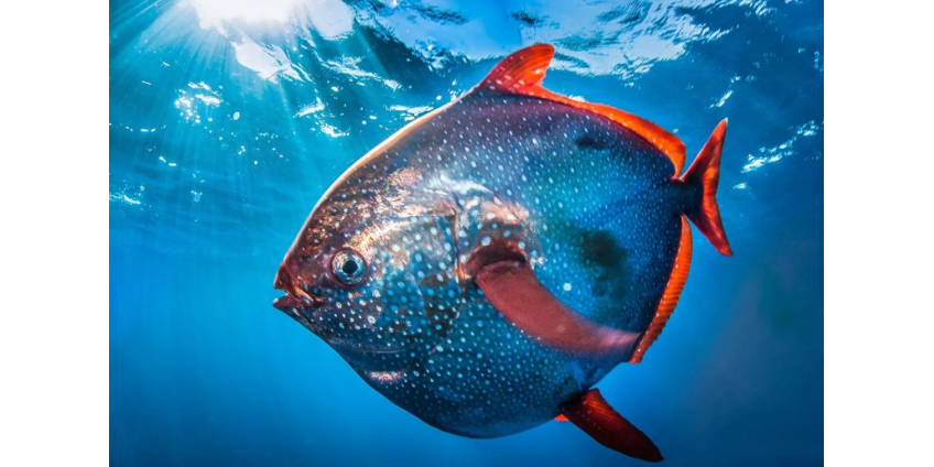 Мужчина поймал огромную рыбу на первой рыбалке и чуть не побил мировой рекорд