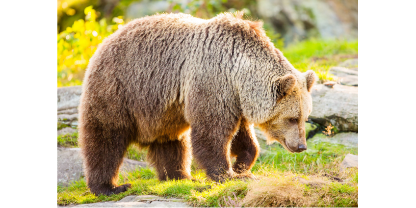 Стала известна судьба разгуливавшего по российскому городу медведя Стала известна судьба разгуливавшего по российскому городу медведя