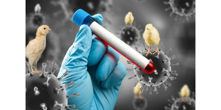 Власти Лос-Анджелеса сообщили о возможном случае заболевания птичьим гриппом