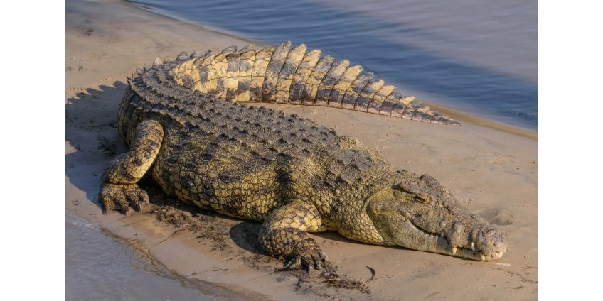 В Китае десятки 100-килограммовых крокодилов сбежали из питомника из-за ливней