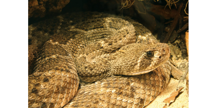 В гараже жителя Аризоны нашли 20 гремучих змей
