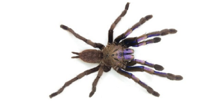 Электрических синих тарантулов впервые нашли в дикой природе