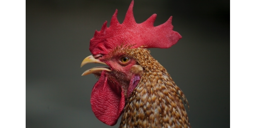 Искусственный интеллект помог создать переводчик с петушиного