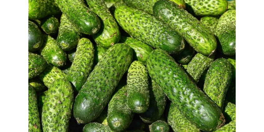 В Сан-Диего мужчина попытался провезти наркотики в огурцах